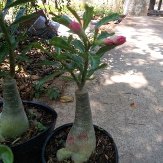 Sứ thái ghép 1 nhánh