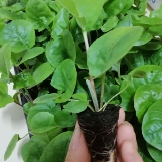 Cây giống đồng tiền lùn mix màu  8k/c