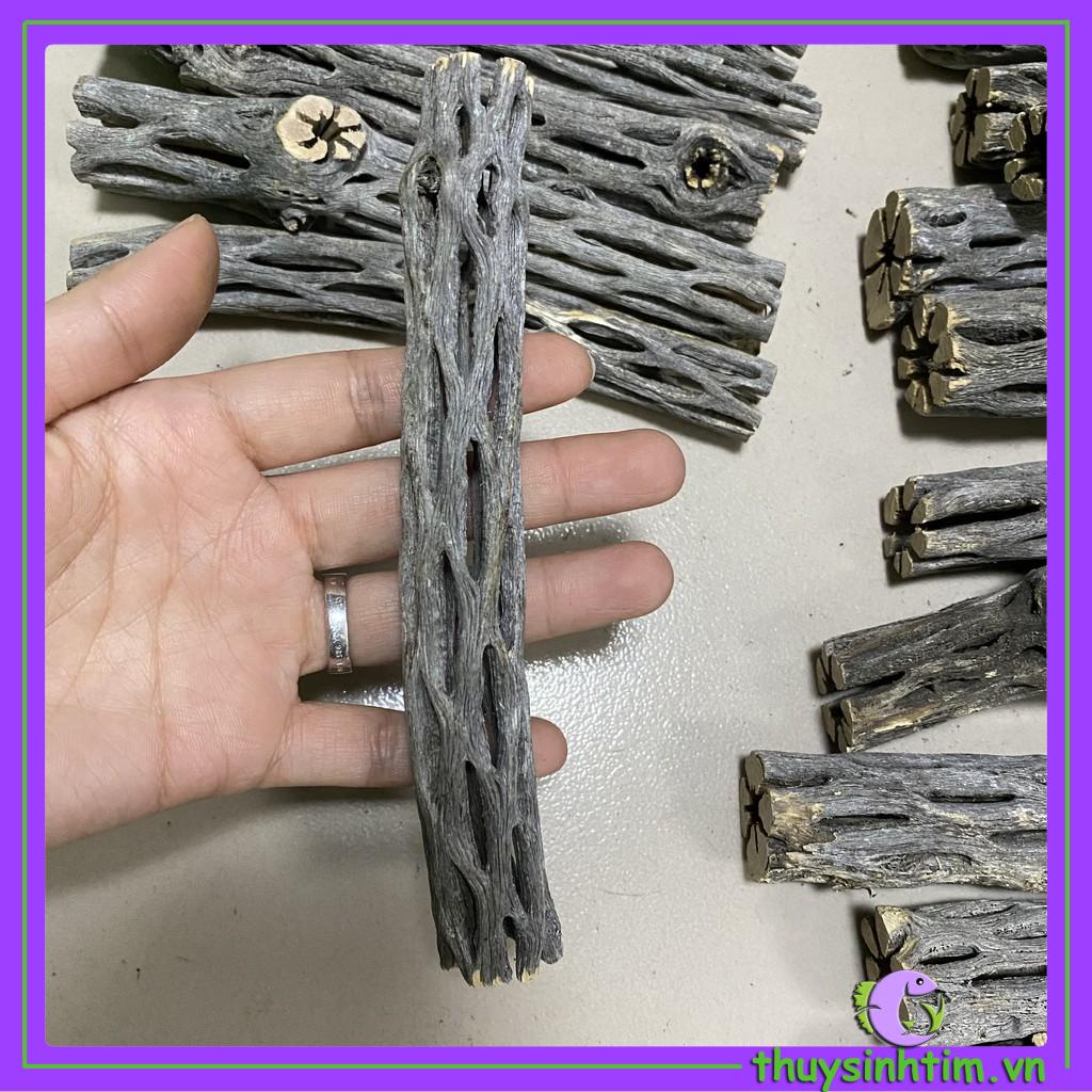 Staghorn Cholla Cactus (Lũa Xương Rồng Cho Tép Cảnh)