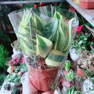 Lưỡi hổ thái vàng