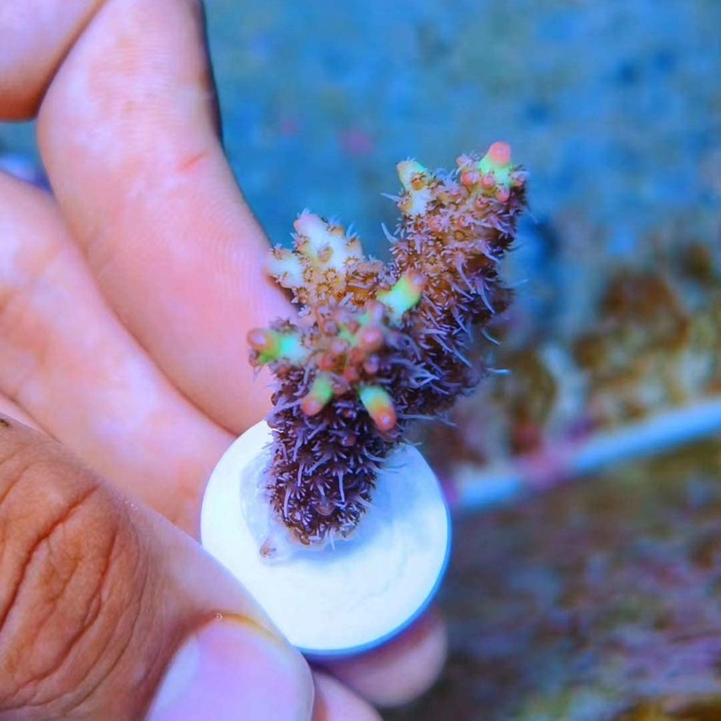 Đĩa Sứ San Hô Cắm Chữ T Chuyên Dụng Cho Bể Cá