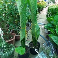 Cây Đại Phú Gia ( chưa gồm chậu )
