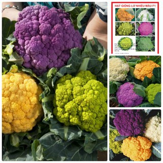 10 Hạt giống Súp lơ nhiều màu 