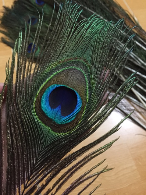 Lông công phong thuỷ 70cm tự nhiên MẮT TO | BigBuy360 - bigbuy360.vn