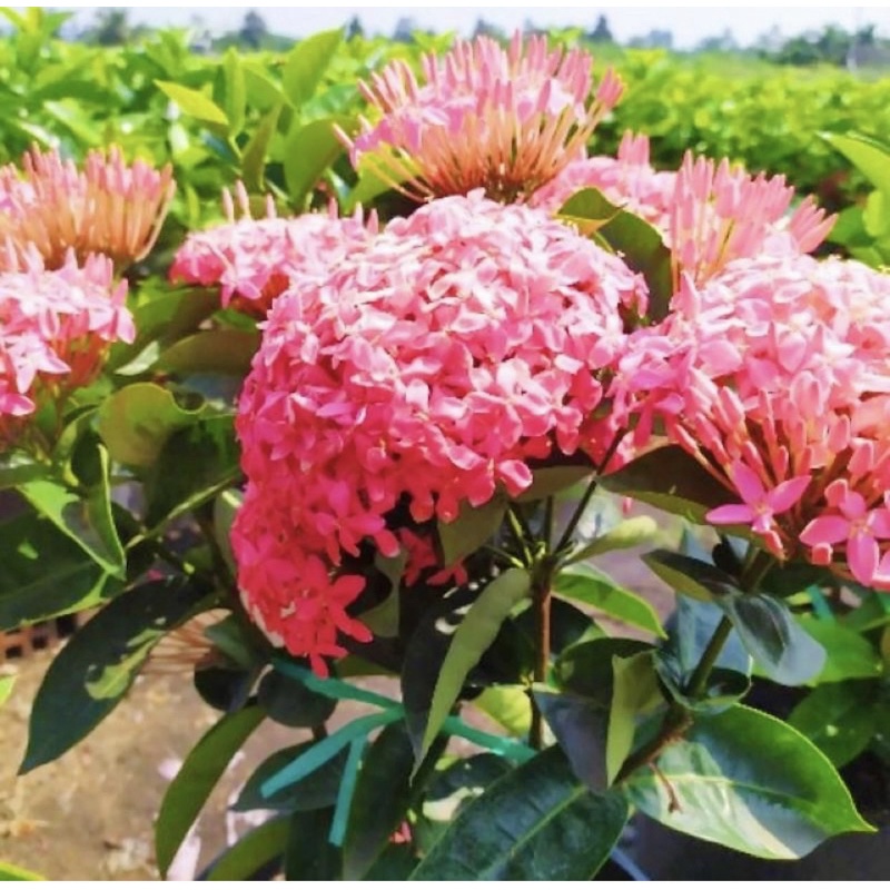Cây giống bông trang Mỹ hồng