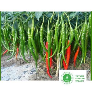 30 Hạt giống Ớt đậu đũa (tặng gói Kích nẩy mầm và Hướng dẫn) THUTHUY