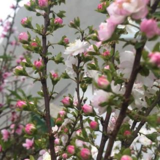 Nhất chi mai hoa tết  (mai trắng )cây giông cao 15cm