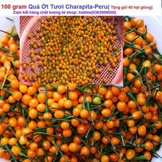 100 gram Quả Ớt Charapita-peru (tặng gói 40H hạt gióng)