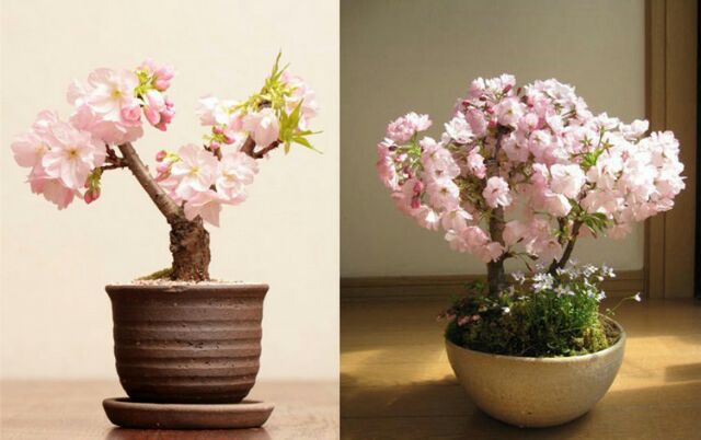 Hạt giống hoa anh đào bonsai Nhật Bản