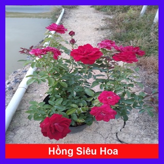 Hoa Hồng Tỉ Muội (Siêu Hoa) - cây cảnh để bàn