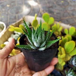 Sen đá Móng rồng size trung