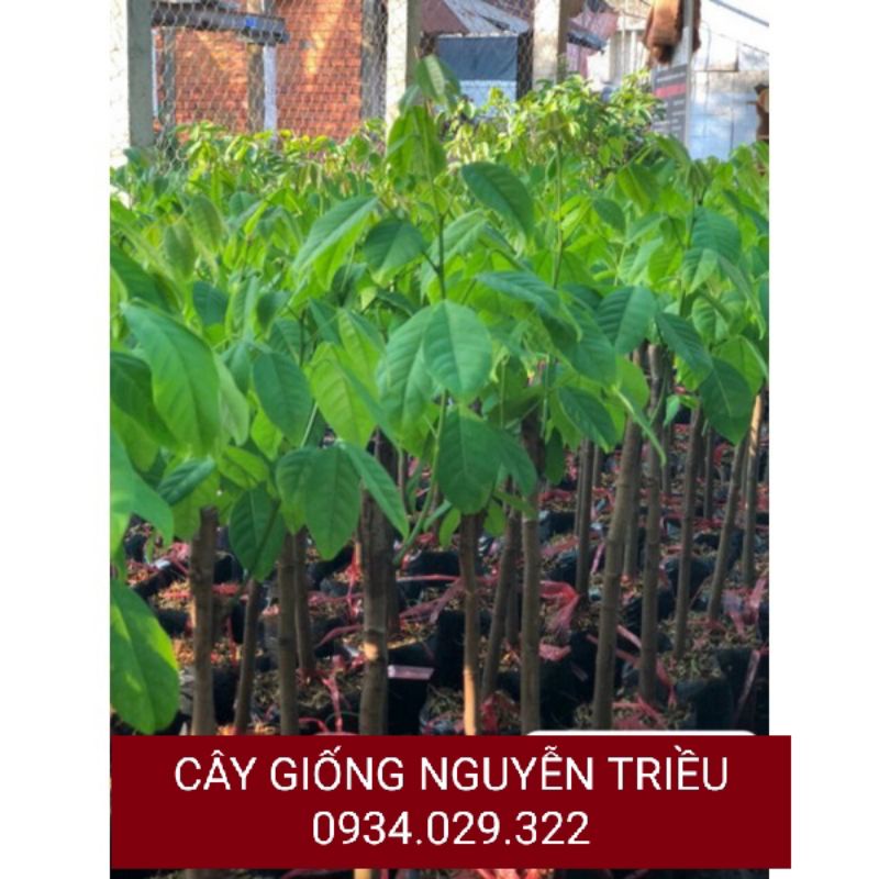 CÂY GIỐNG CHÔM CHÔM THÁI