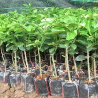 Cây bưởi phúc kiến
