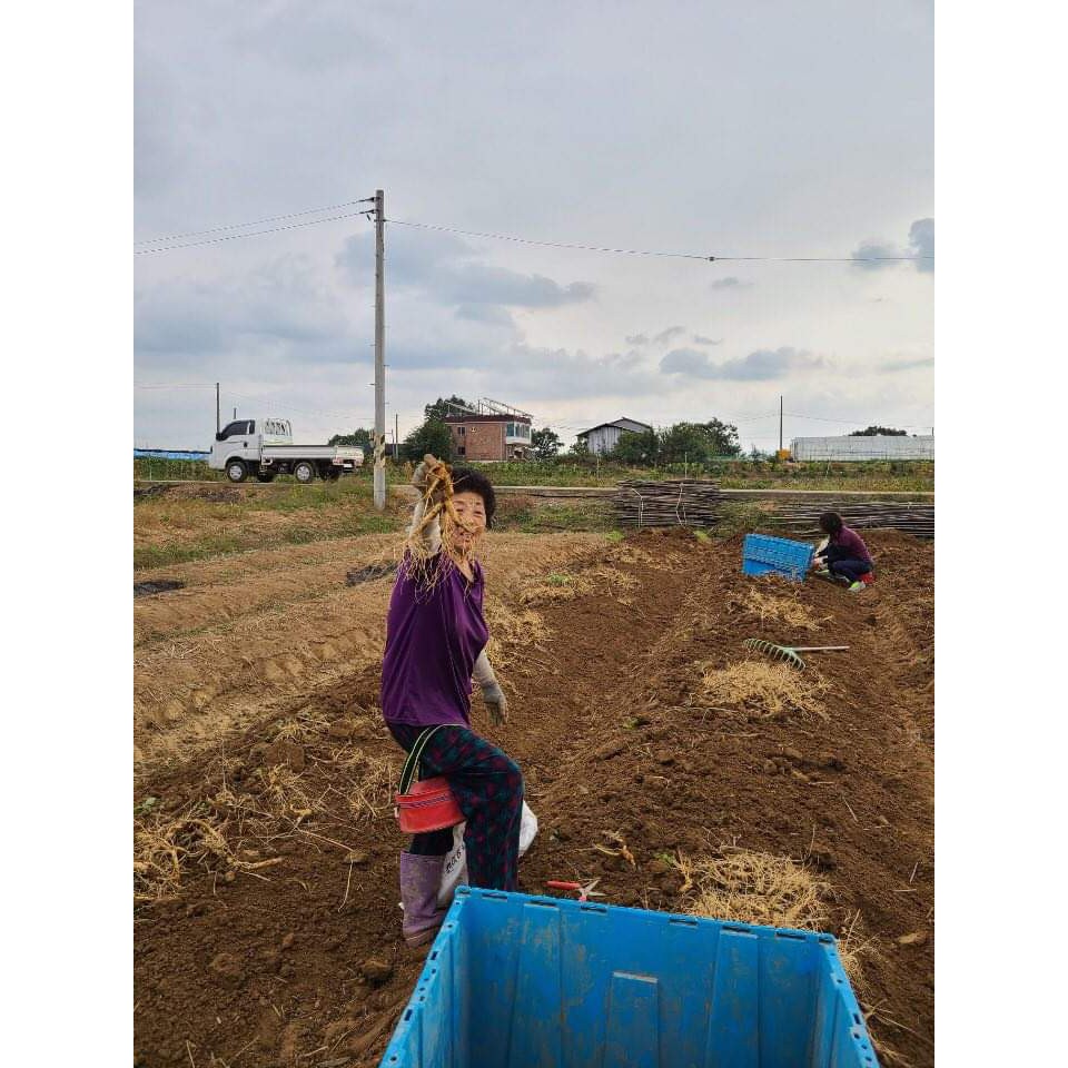 SÂM TƯƠI HÀN QUỐC 100% NHẬP KHẨU, KHÔNG CHẤT BẢO QUẢN. LOẠI 5 CỦ /1KG | BigBuy360 - bigbuy360.vn