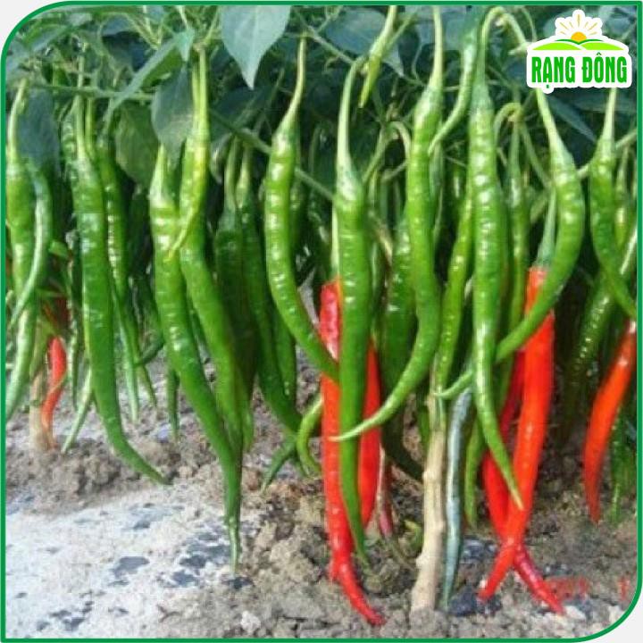 Hạt giống Ớt Chỉ Địa Lai F1 trái dài, cay, chịu nhiệt tốt (gói 0,1 gr) - Hạt giống Rạng Đông