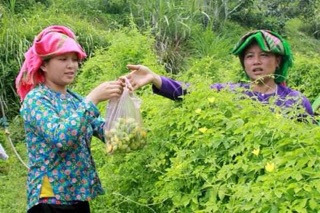 Mướp đắng rừng phơi khô.(trái khổ qua phơi khô)