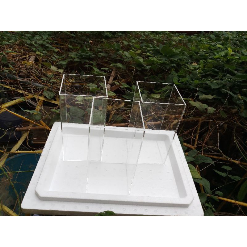 hồ cá wild Betta - Betta hoang dã - 12x12x25