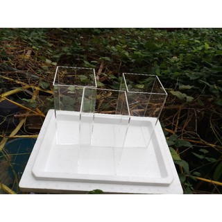 Hồ cá wild betta - betta hoang dã - 12x12x25