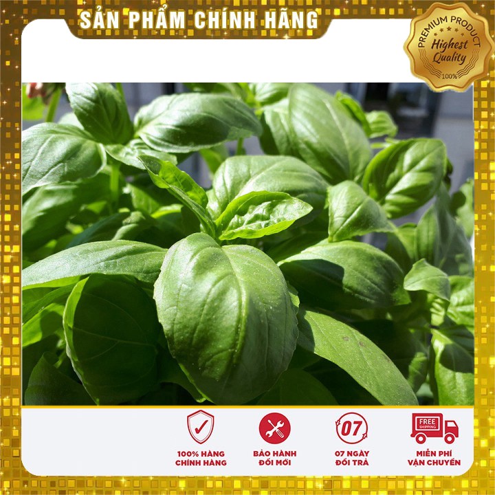 Hạt giống rau húng tây (rau gia vị) - 1gr