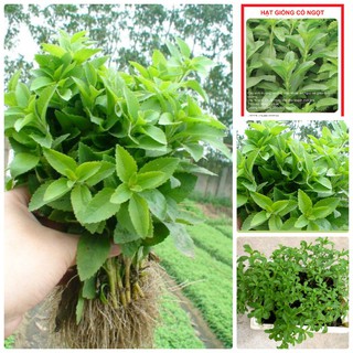 Hạt Giống Cây Cỏ Ngọt (Gói 5 Hạt) Lá To, Thu Hoạch Lâu Dài Nhiều Năm