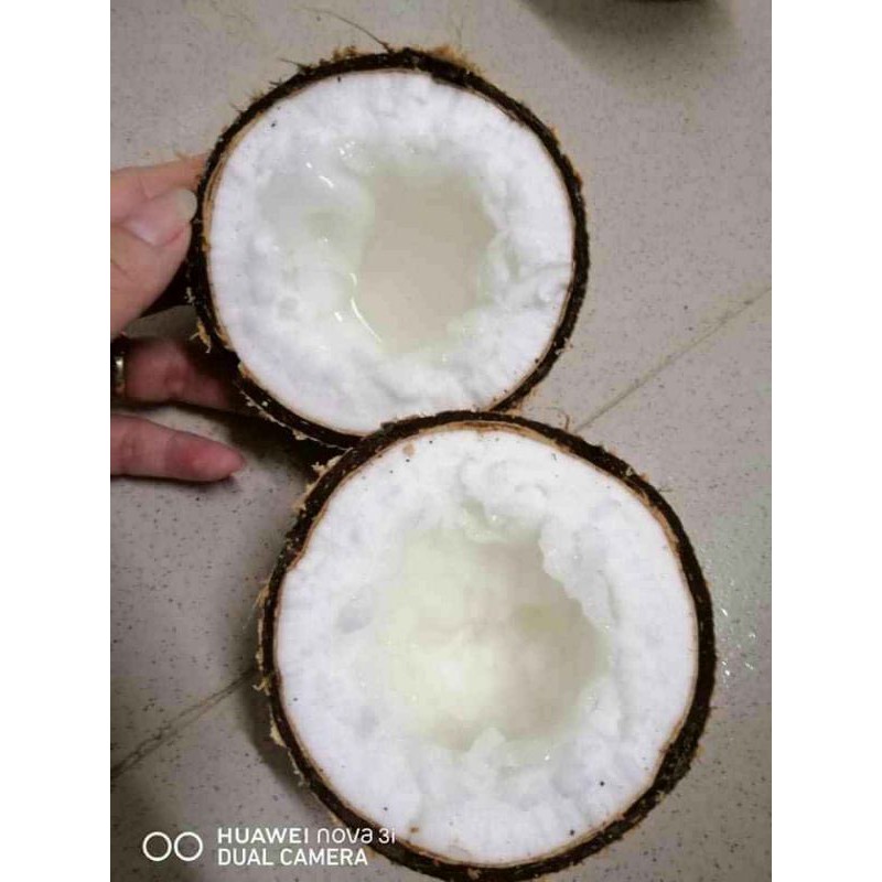 Combo 3 trái Dừa sáp Bi 500g 2 phần ăn
