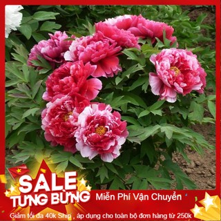 Hạt Giống Hoa Mẫu Đơn