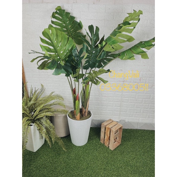 Cây giả-cây trầu bà tay phật-Mai Rùa có hoa ,decor trang trí nội thất