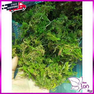 Rêu Rừng Trồng Lan ⚜️FREESHIP⚜️ Túi 1kg - Chuyên Trồng Lan [Loại Đẹp]