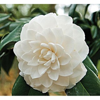 Bầu cây giống hoa bạch trà, hoa trà trắng cổ hàng cực hiếm,