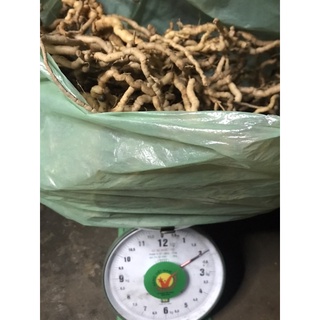 Ba kích tím rừng