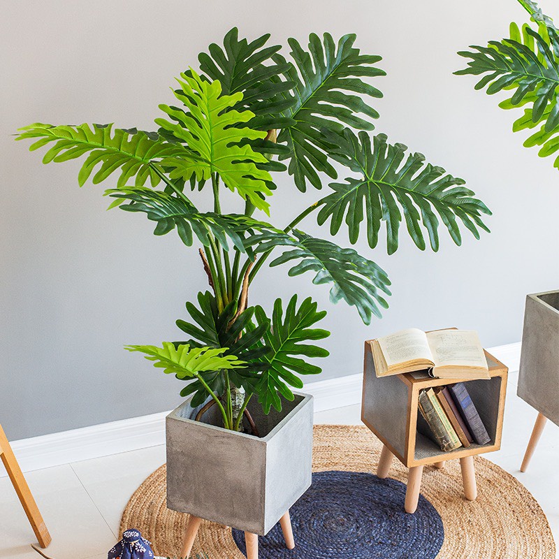 TRẦU BÀ THANH XUÂN -