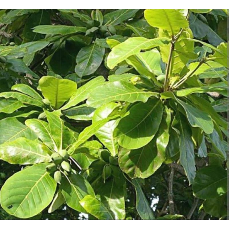 Cây bàng ta  chuẩn ảnh cây cao từ  20 tới 45cm