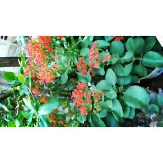 cây sống đời đỏ ( Đang nụ Hoa )