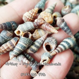 Vỏ ốc biển cỡ nhỏ