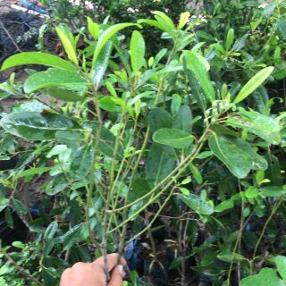 10 cây cà na thái