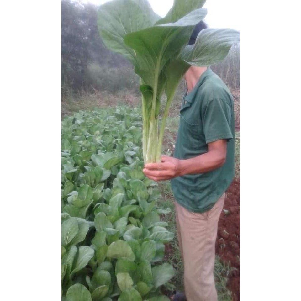 CẢI NGỌT KHỔNG LỒ CHỊU NHIỆT