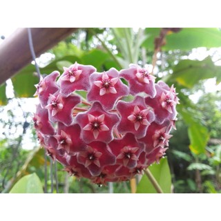 Lan Cẩm cù cây lớn sắp hoa