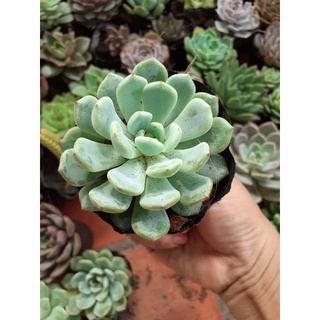 Sen đá ruby trắng