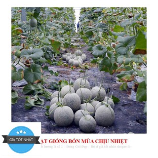 Hạt Giống Dưa Lưới Lõi Vàng Oval  (10 hạt)