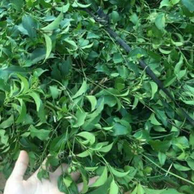 Chè vằng lợi sữa 3kg