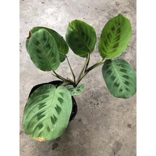 Cây đuôi công xanh/green maranta