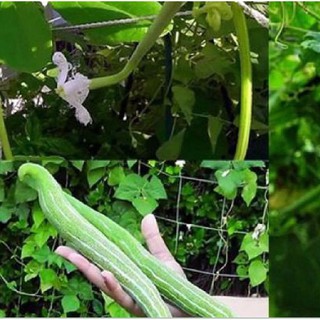 Hạt giống Mướp mèo (mướp nhật, lặc lày) gói 10 hạt