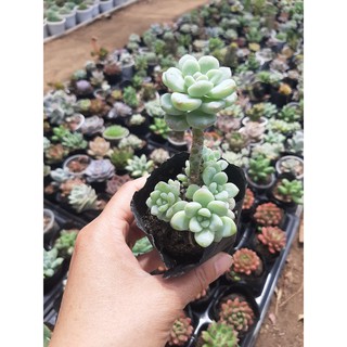SEN ĐÁ SỎI THIÊN THANH🌵SIZE6CM🌵 💎 |FREESHIP| 🔥 XUẤT XỨ ĐÀ LẠT, ĐÃ THUẦN KHÍ HẬU, SIÊU KHOẺ ĐẸP 🔥LỖI 1 ĐỔI 1