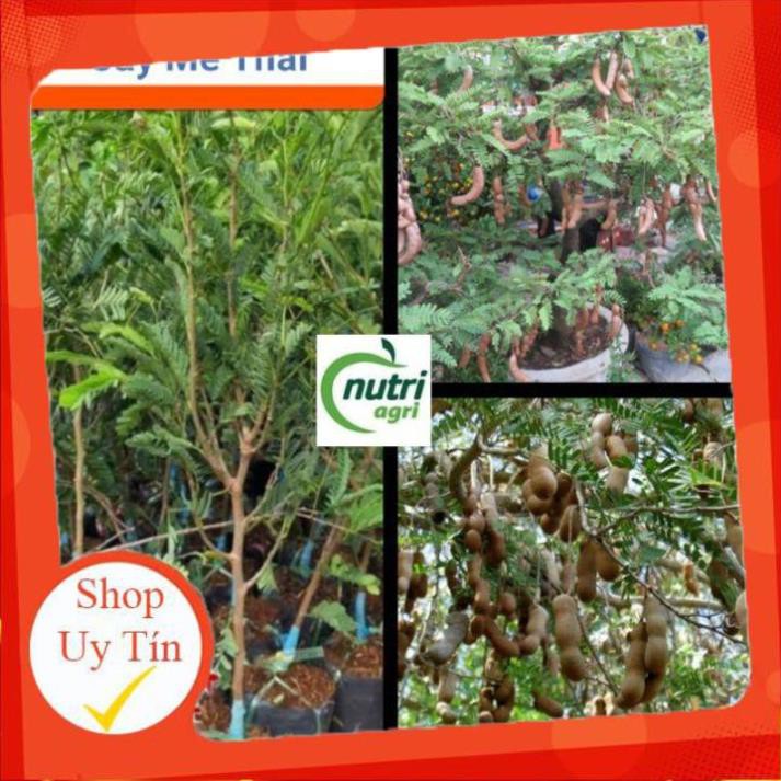 Cây Me Thái Giống - Me Thái Giống Quả Ngọt Sai Dễ Trồng
