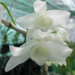 Trầm trắng cây giống