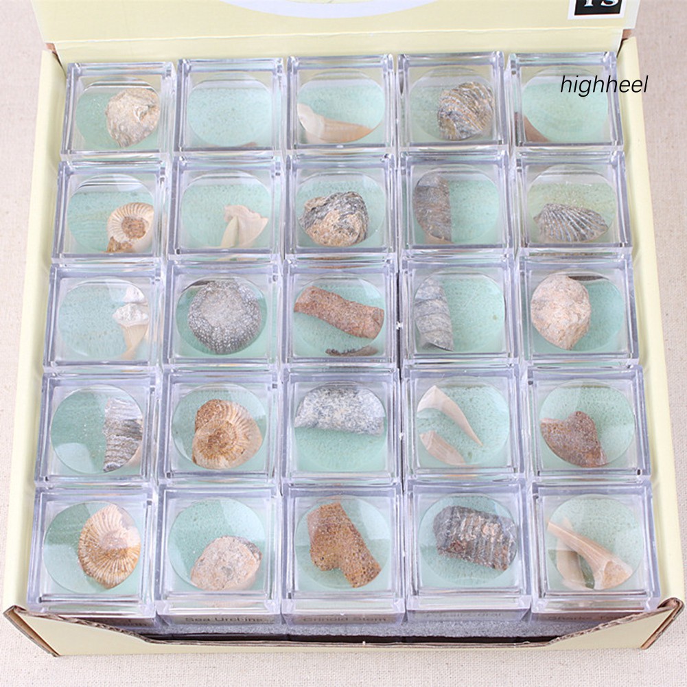 Đá hóa thạch ammonite nhiều hình dạng cho sưu tầm