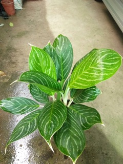 BẠCH MÃ HOÀNG TỬ 2 THÂN