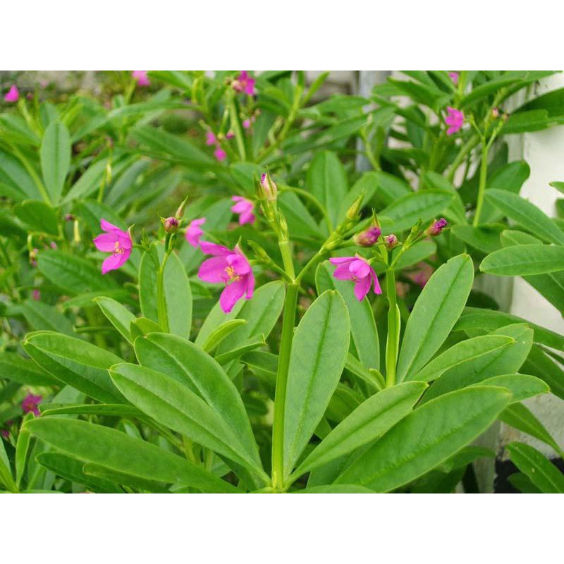 Hạt giống sâm đất - thổ sâm - Gói 20 hạt KNS266