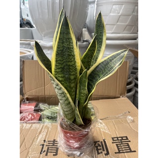 CÂY LƯỠI HỔ ĐỂ BÀN