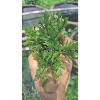 Cây thủy sinh thủy cúc- Rất dễ trồng